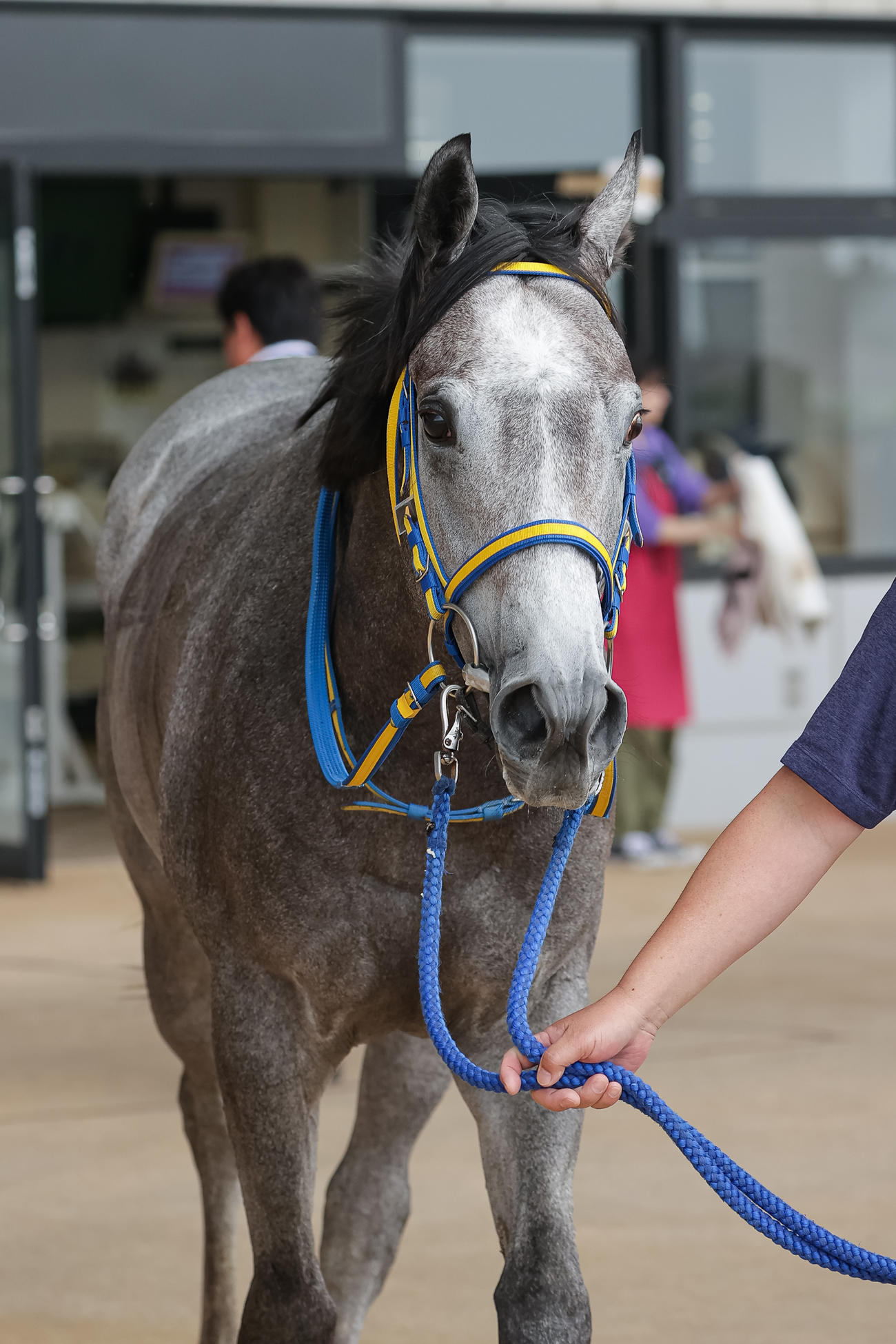 2歳未勝利を勝ち上がったシュードタキライト（撮影・村野早祐）