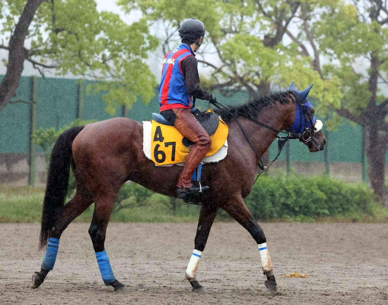 24年5月1日、調教を終えて馬場を出るキングズパレス