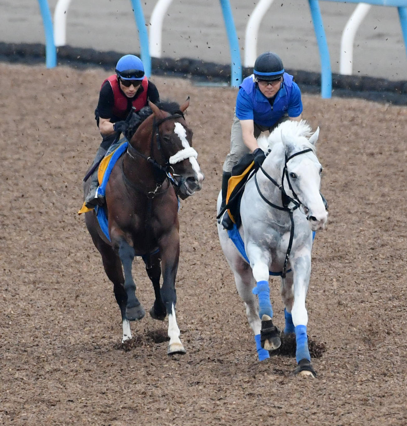 レッドランメルト（左）はハヤヤッコと併せて追い切る（撮影・柴田隆二）