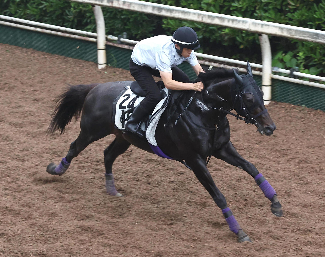 坂路を単走で追い切るレッドラディエンス（撮影・白石智彦）