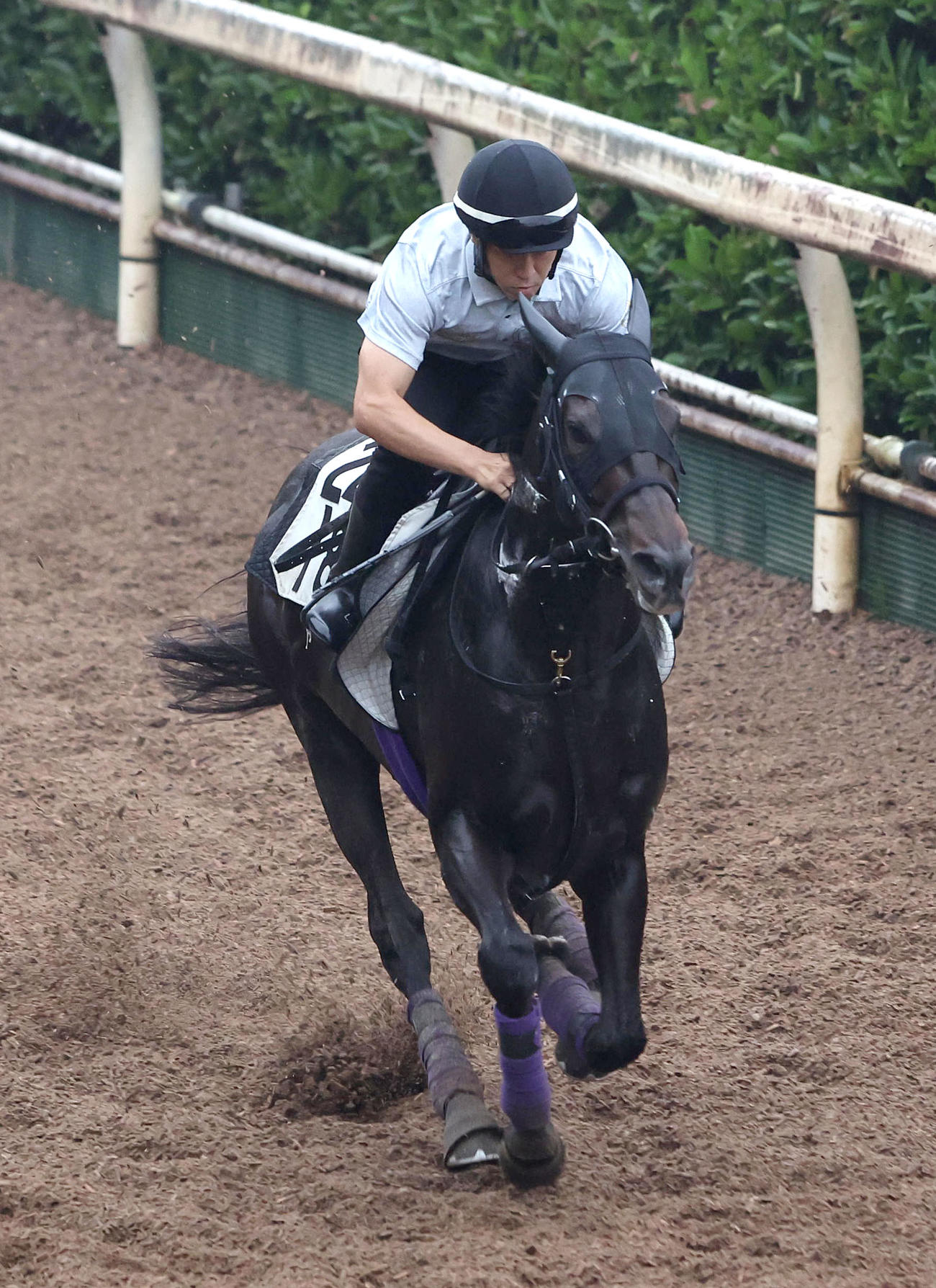 坂路を単走で追い切るレッドラディエンス（撮影・白石智彦）