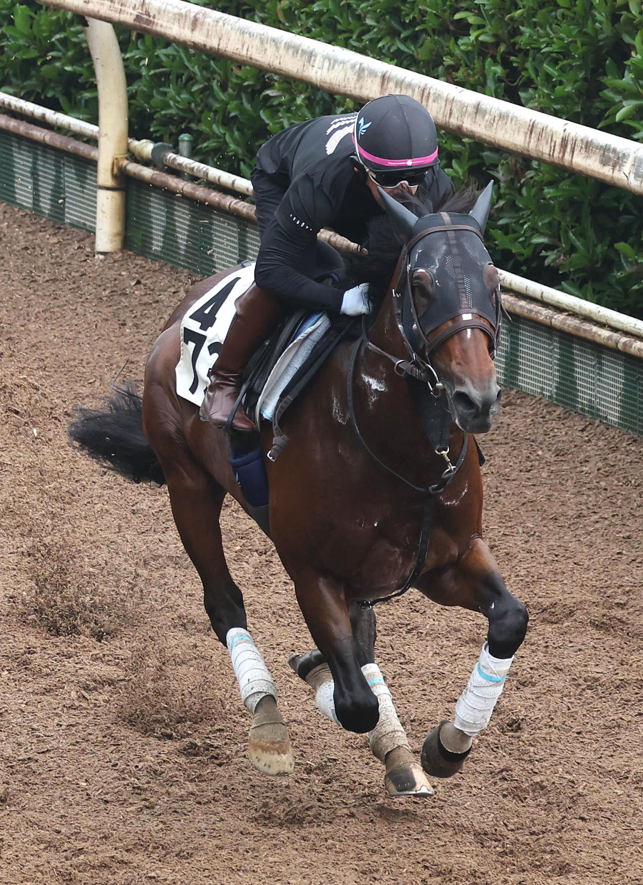 坂路を単走で追い切るカレンルシェルブル（撮影・白石智彦）