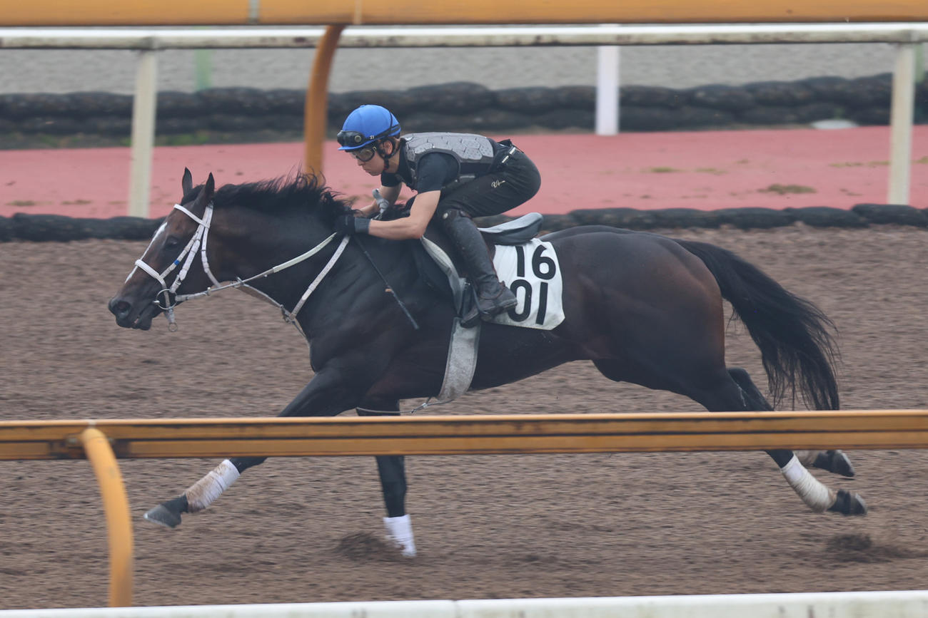 小崎綾也騎手が騎乗し（レースは菱田）、Cウッドコースでスピードに乗るハピ