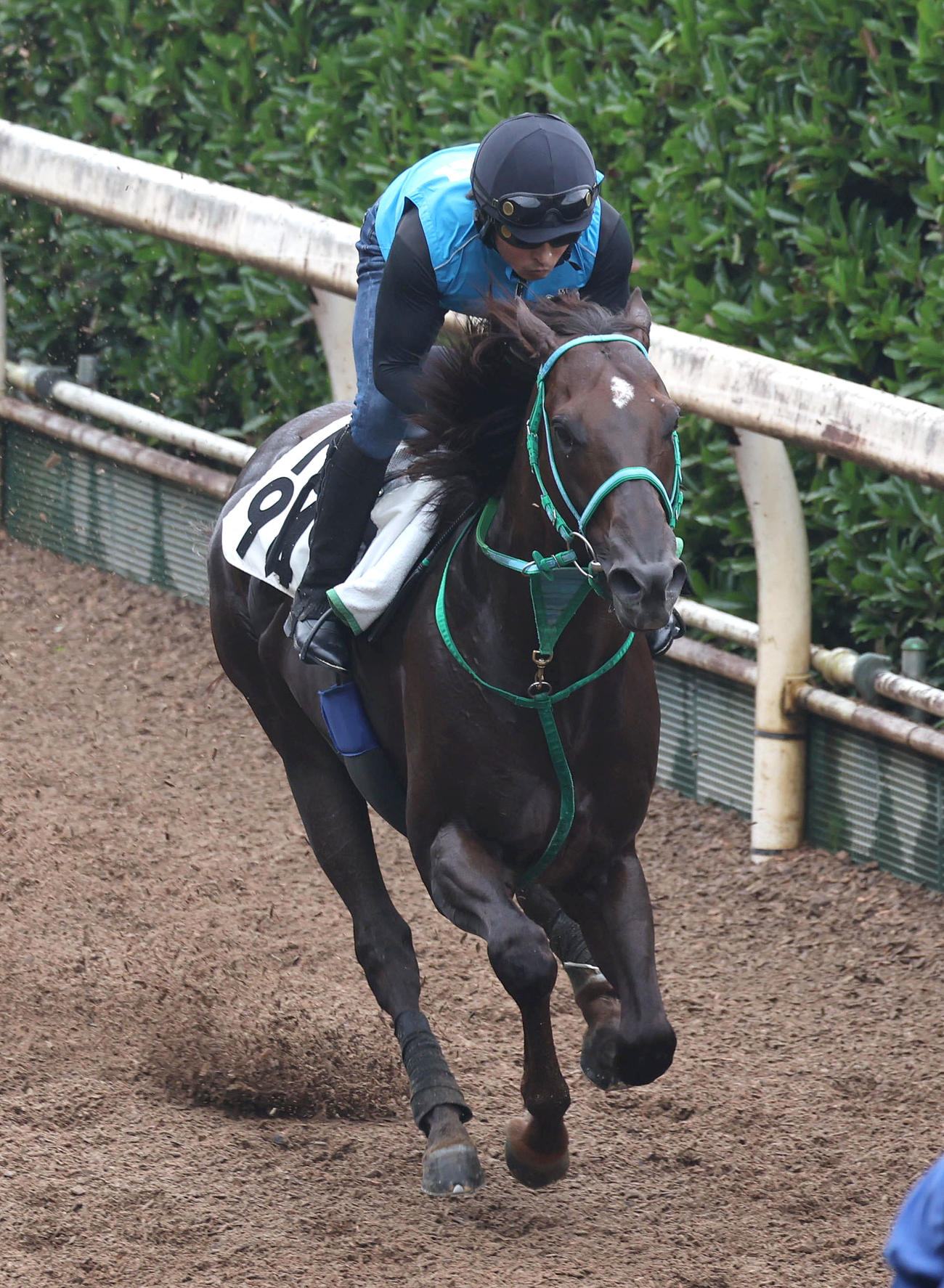 坂路を単走で追い切るスレイマン（撮影・白石智彦）