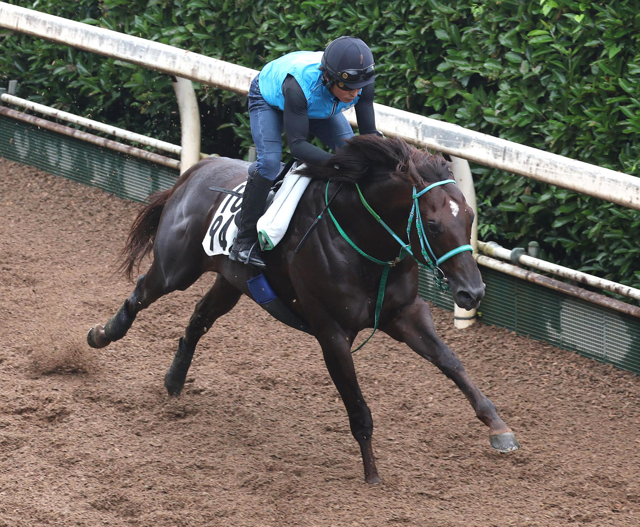 坂路を単走で追い切るスレイマン（撮影・白石智彦）
