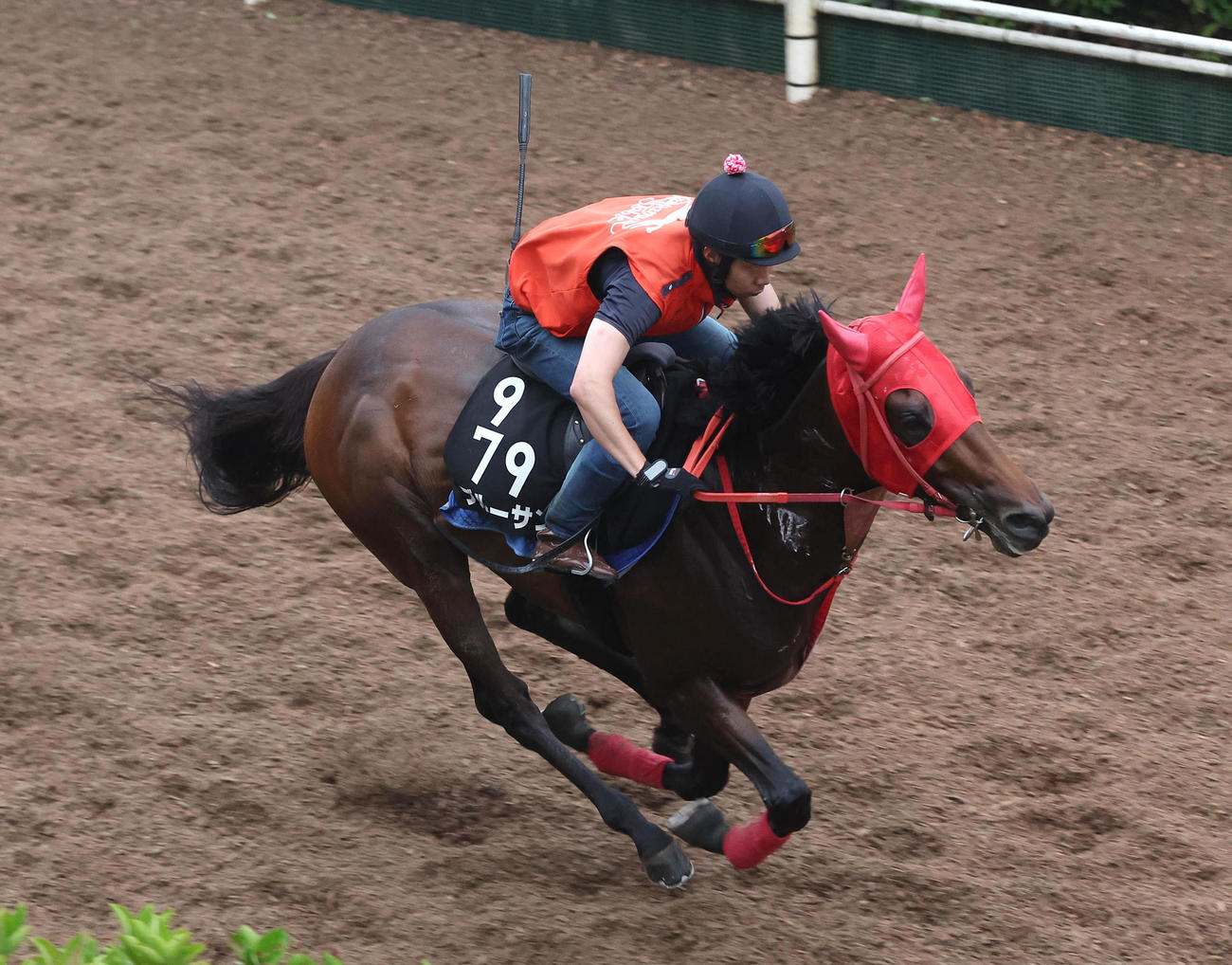 坂路を単走で追い切るブルーサン（撮影・白石智彦）