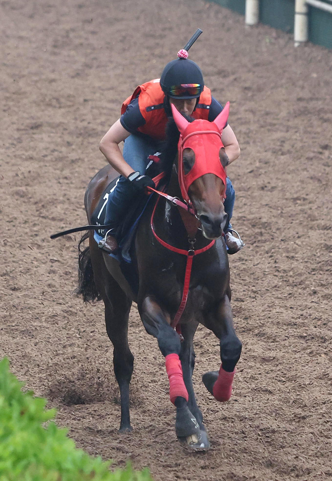 坂路を単走で追い切るブルーサン（撮影・白石智彦）