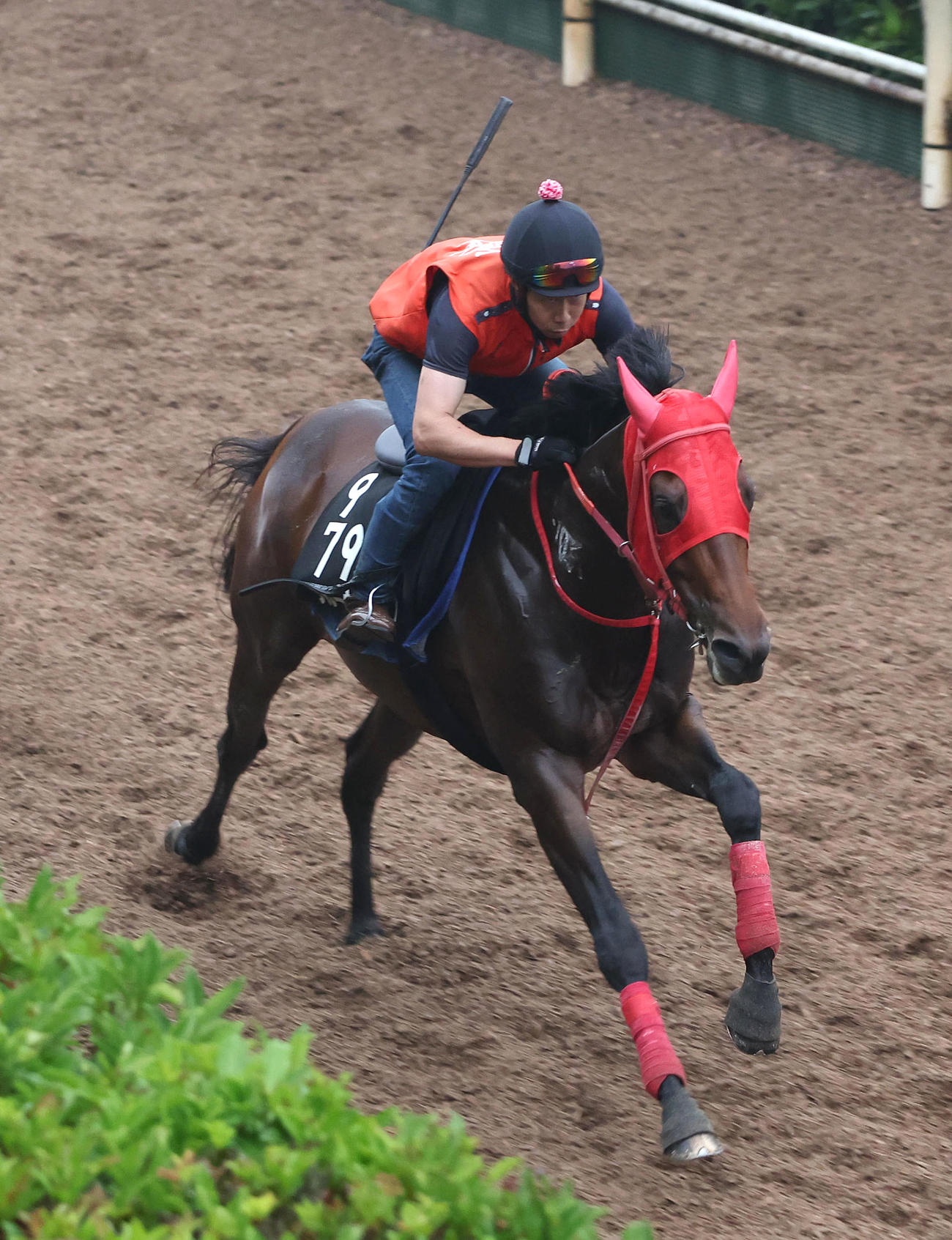 坂路を単走で追い切るブルーサン（撮影・白石智彦）