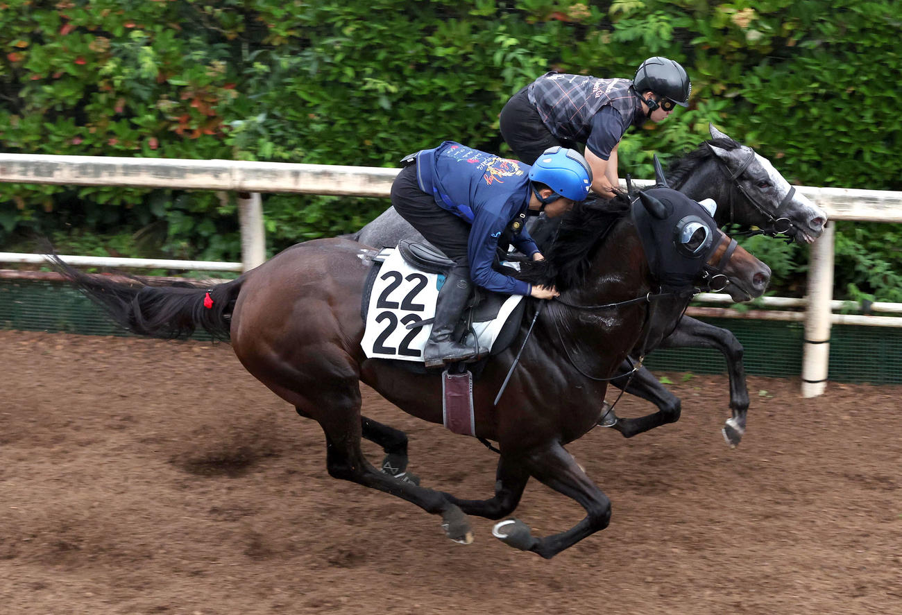 団野騎手を背に坂路をヤマニンアルリフラ（右）を背に併せ馬で追い切るヤマニンウルス（撮影・白石智彦）