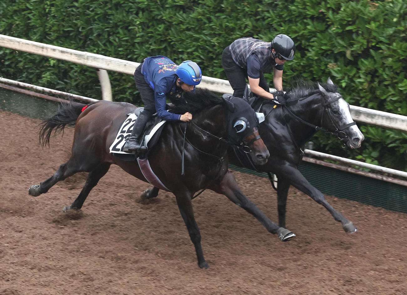 ヤマニンウルス（左）は団野騎手を背に坂路をヤマニンアルリフラと併せて追い切る（撮影・白石智彦）