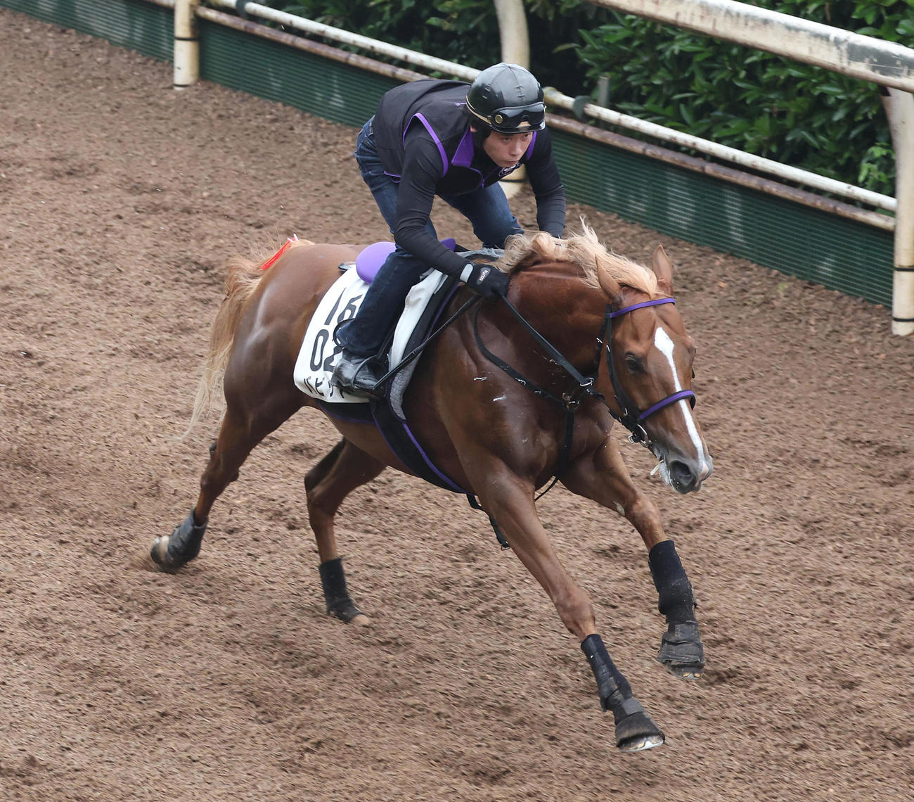 坂路を単走で追い切るバビット（撮影・白石智彦）