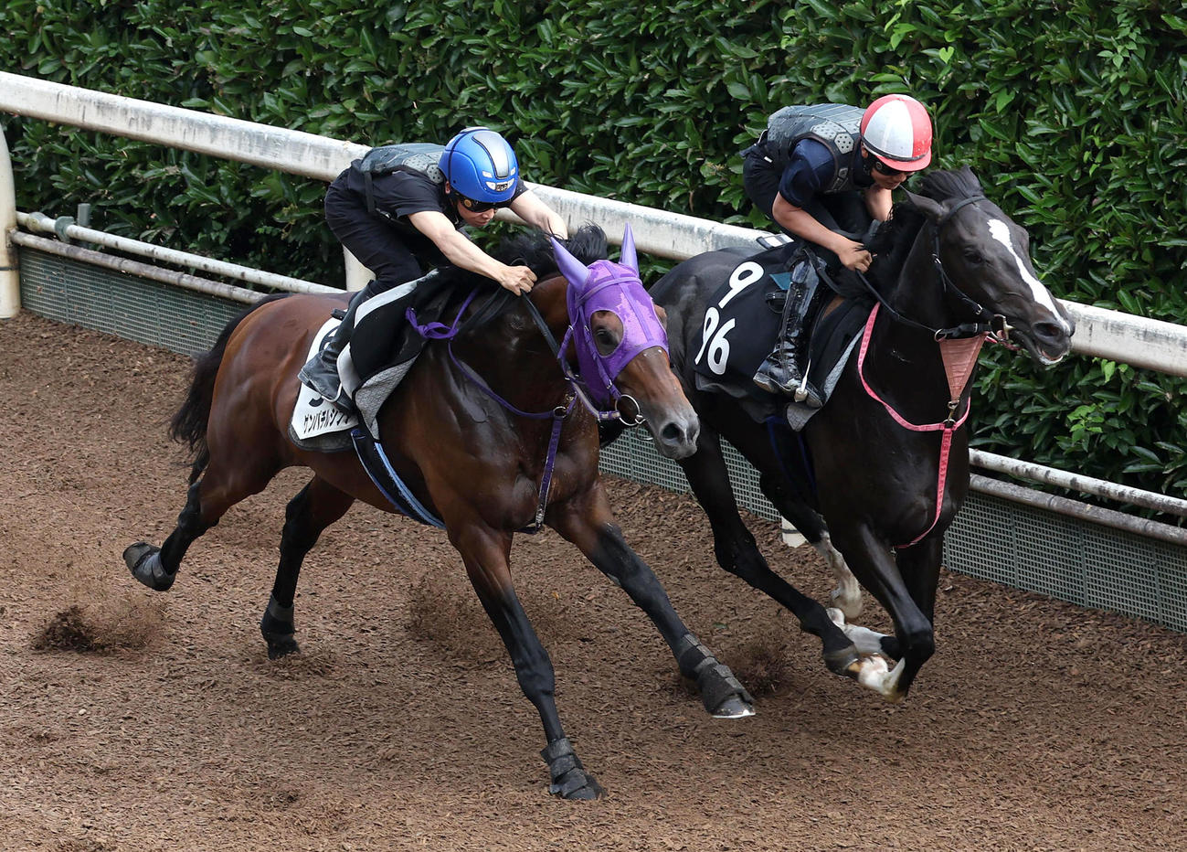 団野騎手を背に坂路をブロッケンボウ（右）と併せ馬で追い切るゲンパチルシファー（撮影・白石智彦）