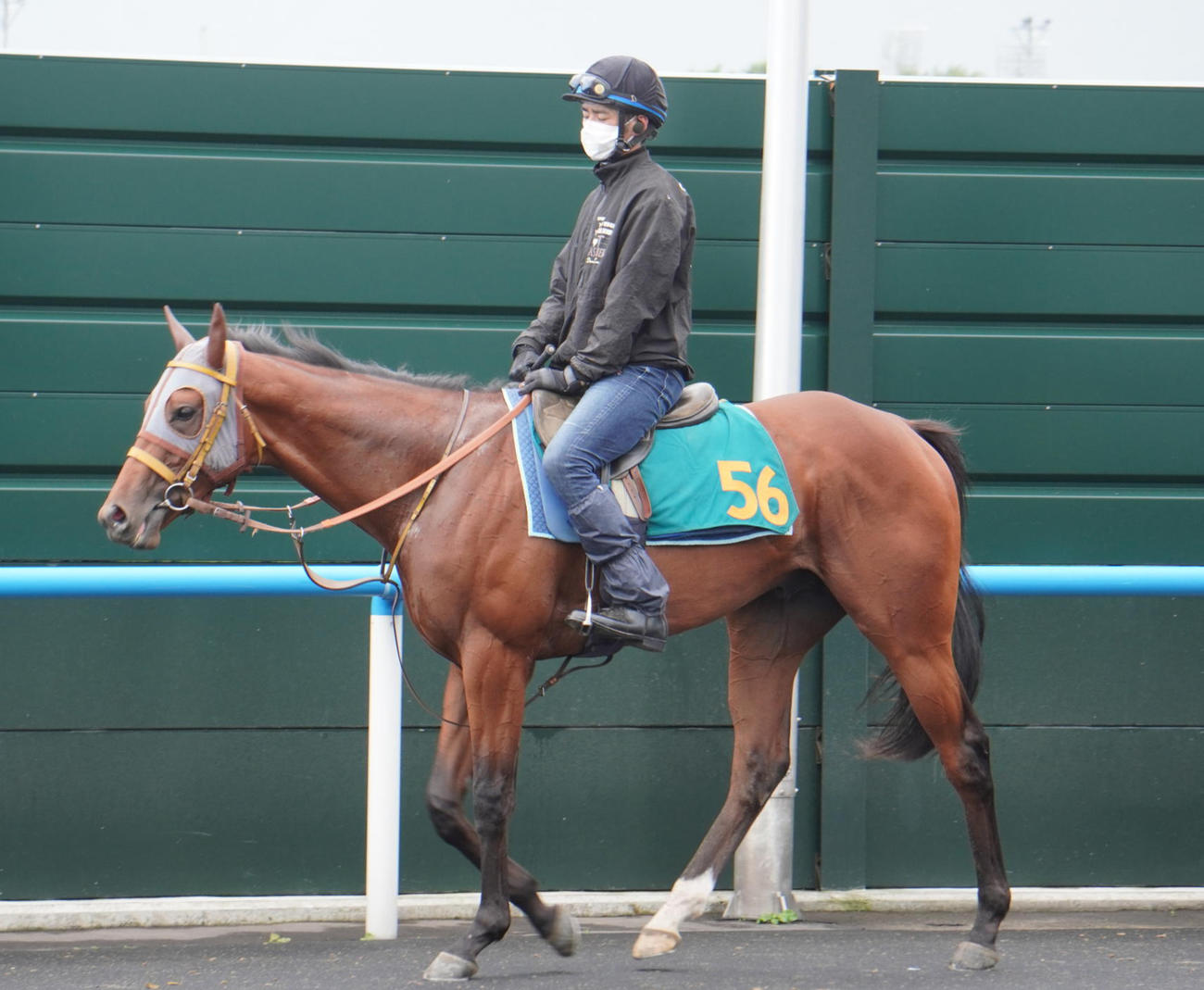 函館2歳Sに出走するため函館競馬場に入厩したサトノカルナバル