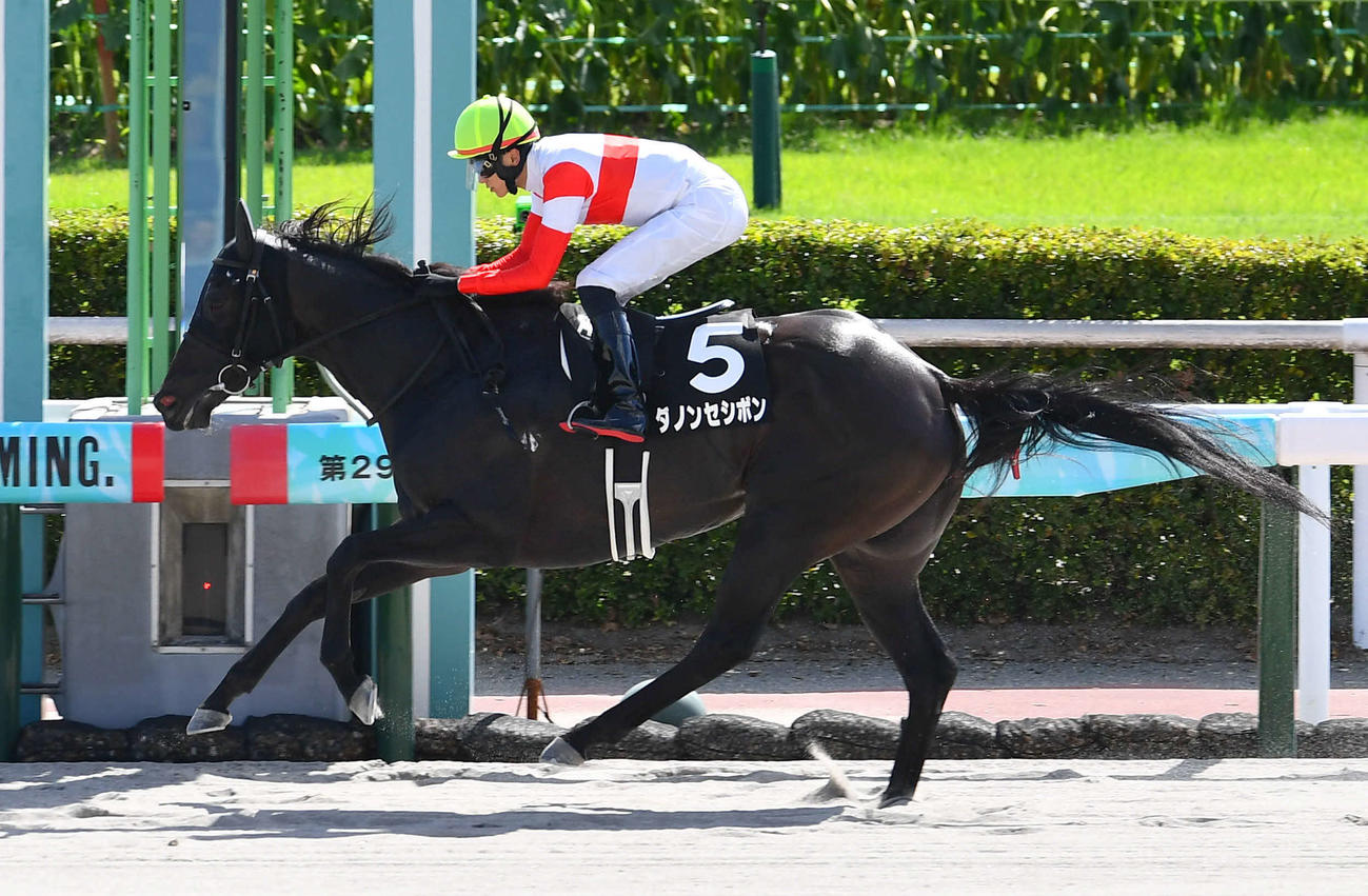 釜山ステークスを制したダノンセシボンと坂井騎手（撮影・岩下翔太）