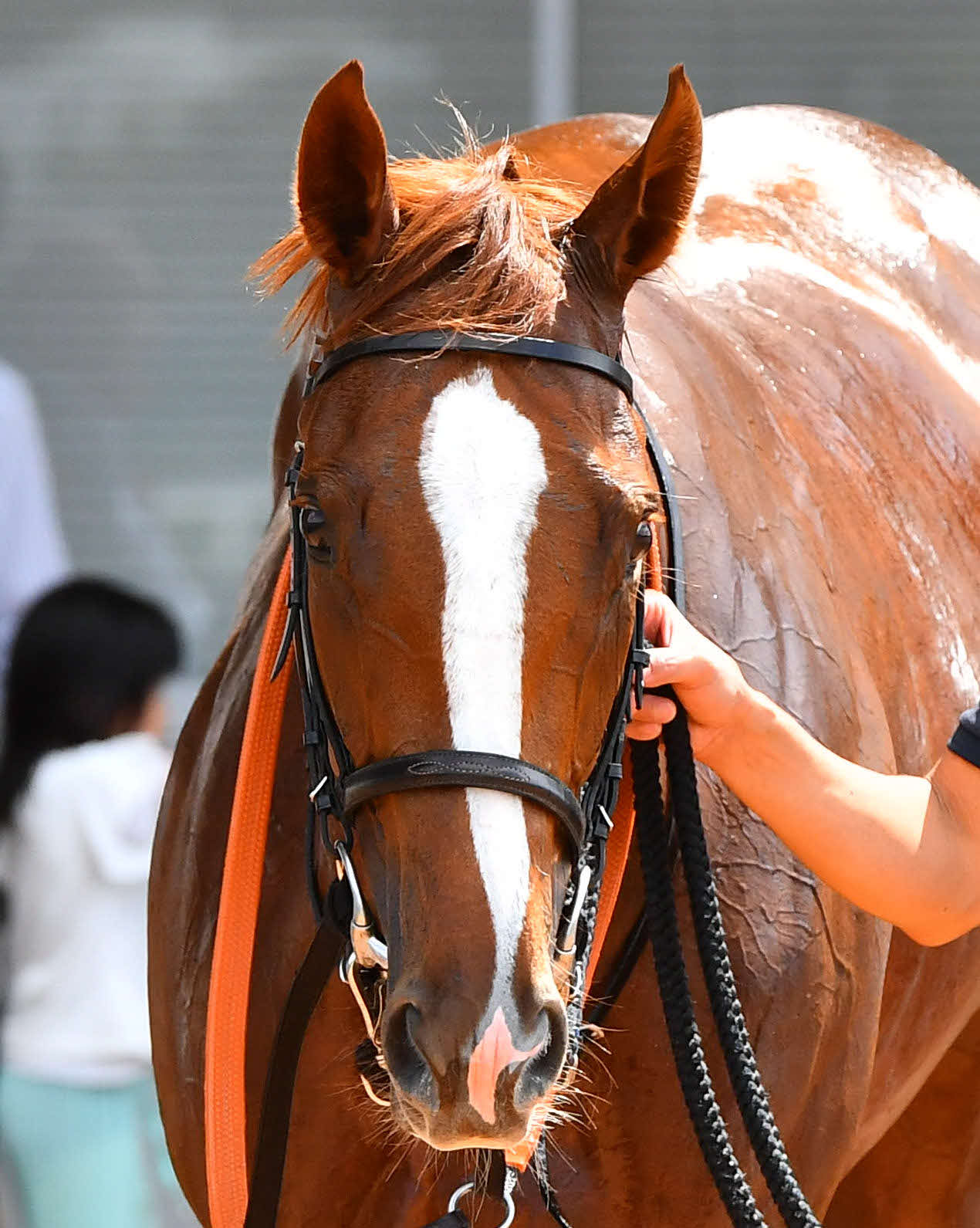 小倉1R・2歳未勝利　1着のコウユーモジョカー（撮影・岩下翔太）