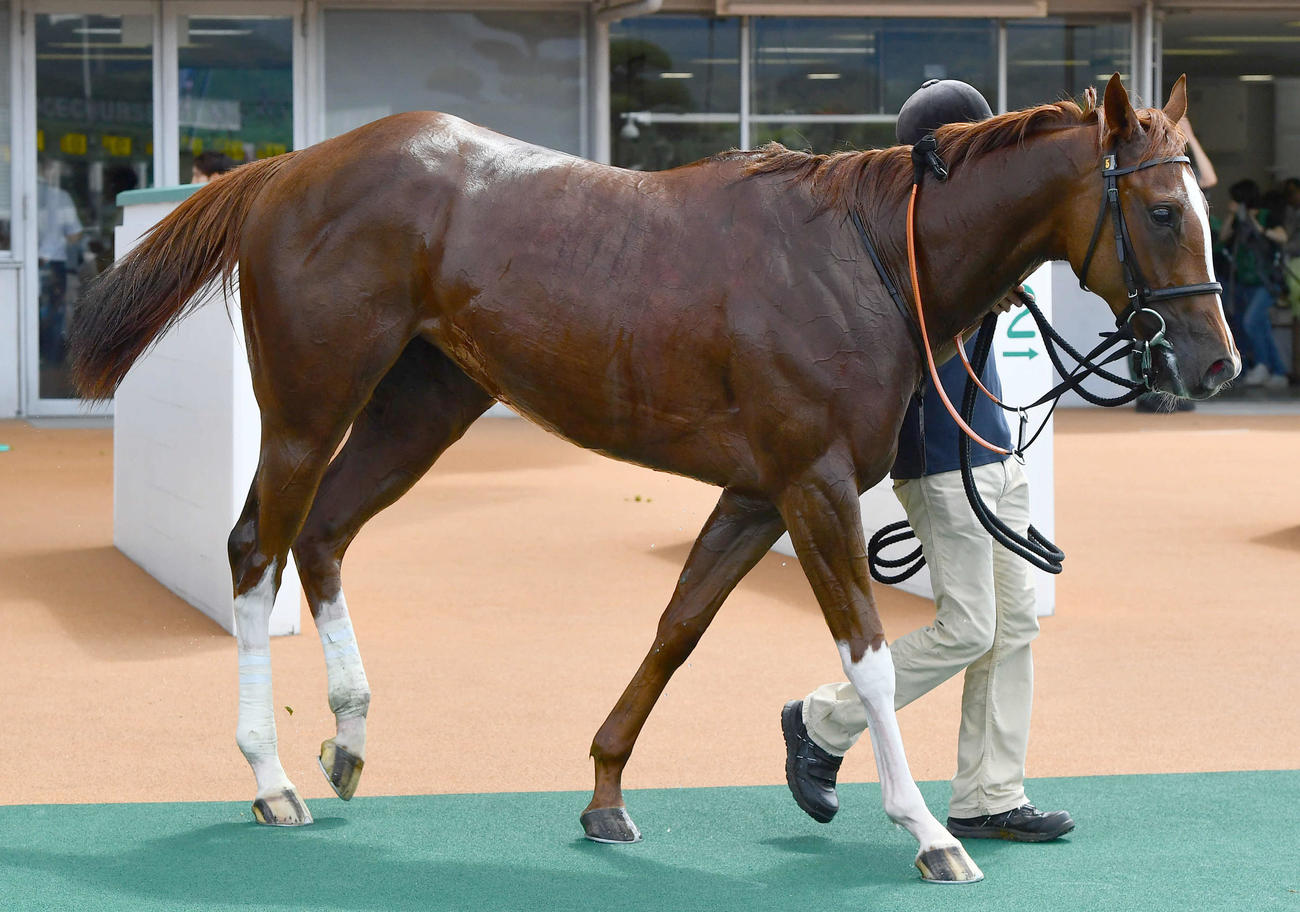 小倉1R・2歳未勝利　1着のコウユーモジョカー（撮影・岩下翔太）