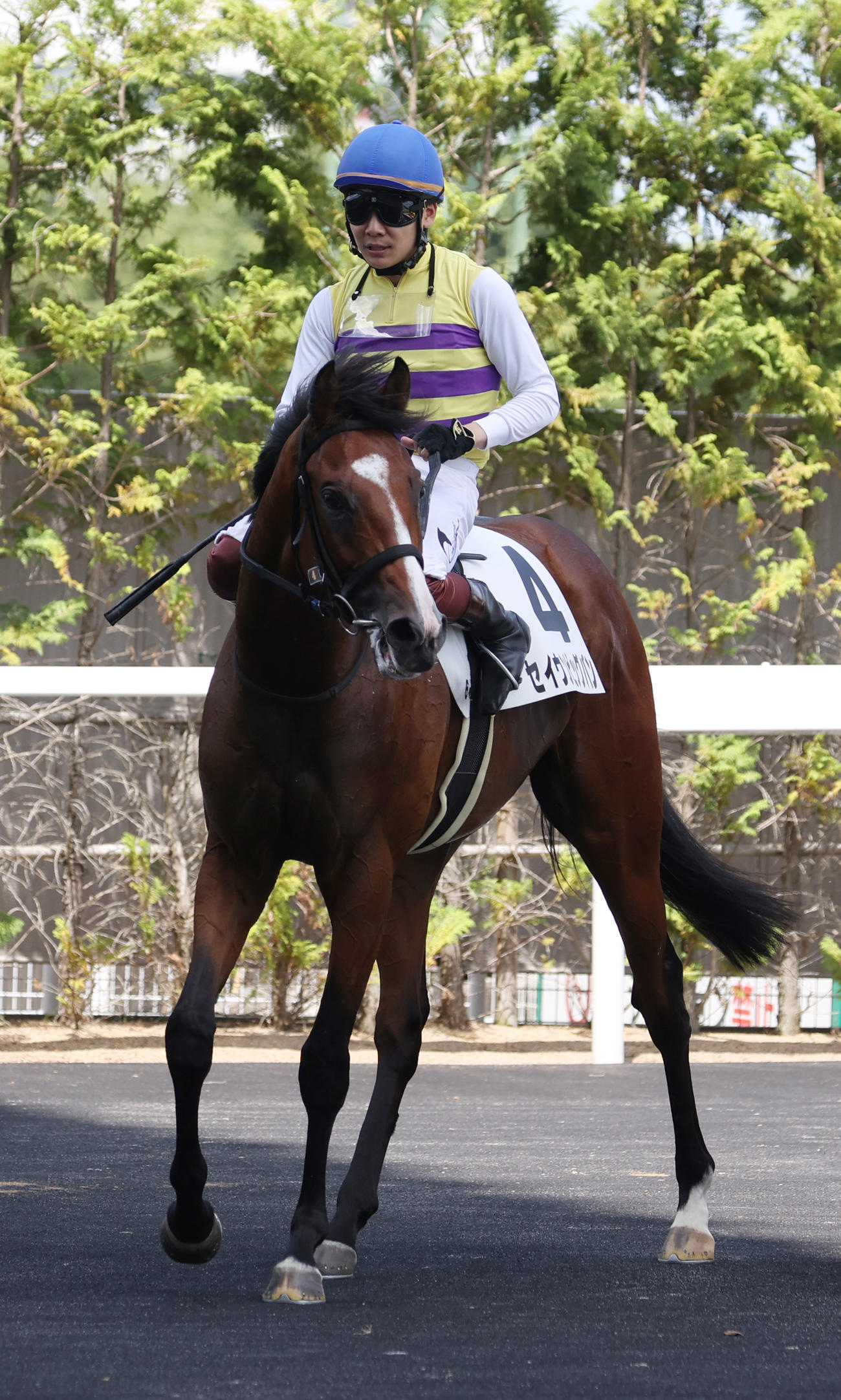福島6R、新馬戦を制したセイウンビッグバンと三浦騎手（撮影・柴田隆二）