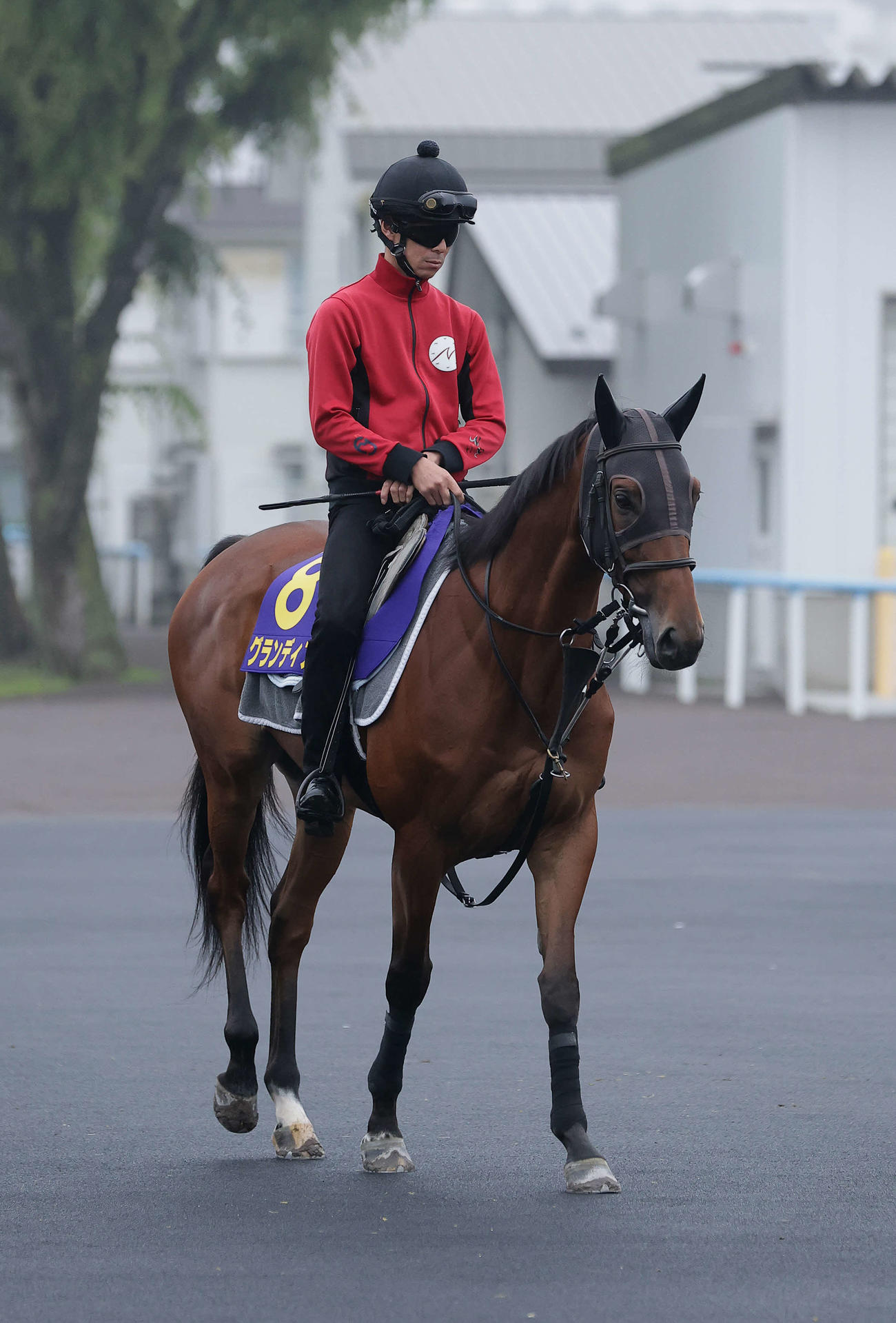 函館競馬場で調整を積むグランディア