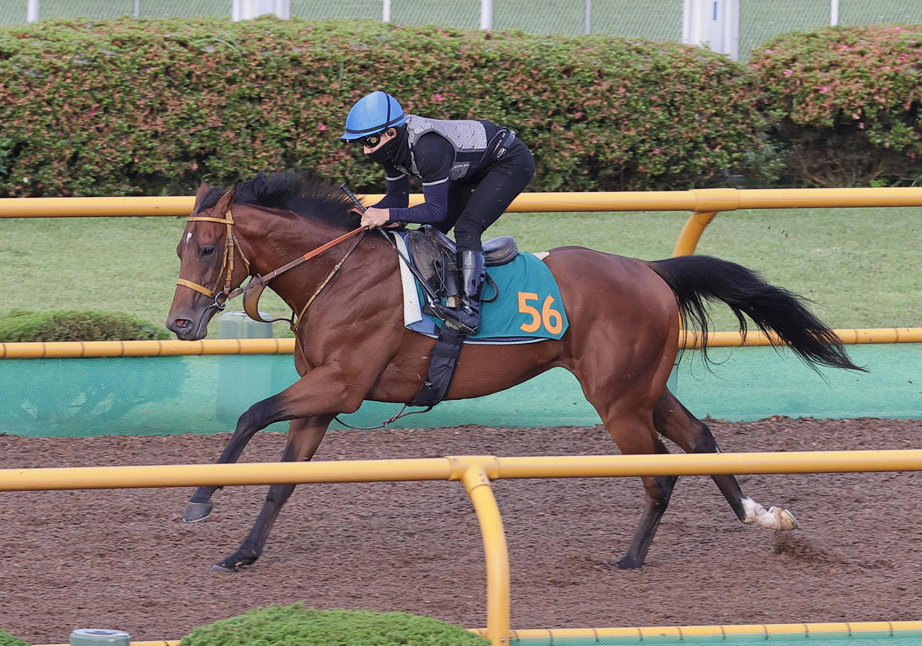 佐々木大輔騎手を背に、函館ウッドチップコースで追い切られるサトノカルナバル