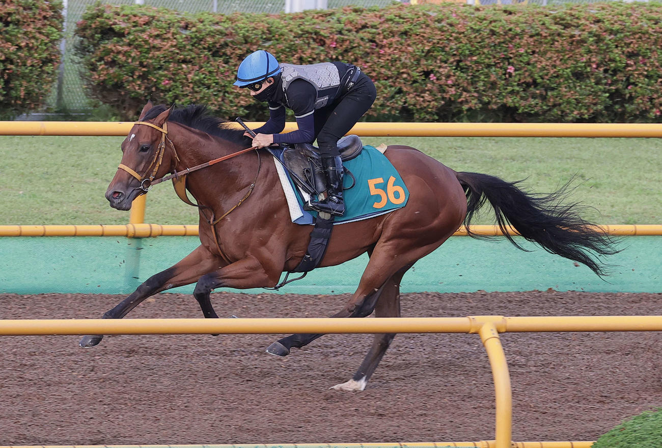 サトノカルナバルは佐々木騎手を背に、函館ウッドチップコースで追い切られた
