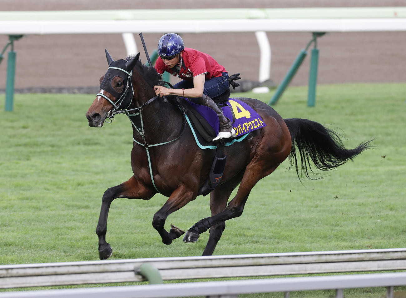 横山武史騎手を背に、函館芝コースで追い切られるエンパイアウエスト