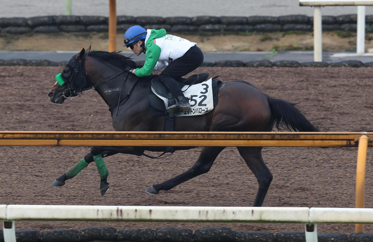 西村淳也騎手を背にCWコースにて併せ馬で追い切るエルトンバローズ