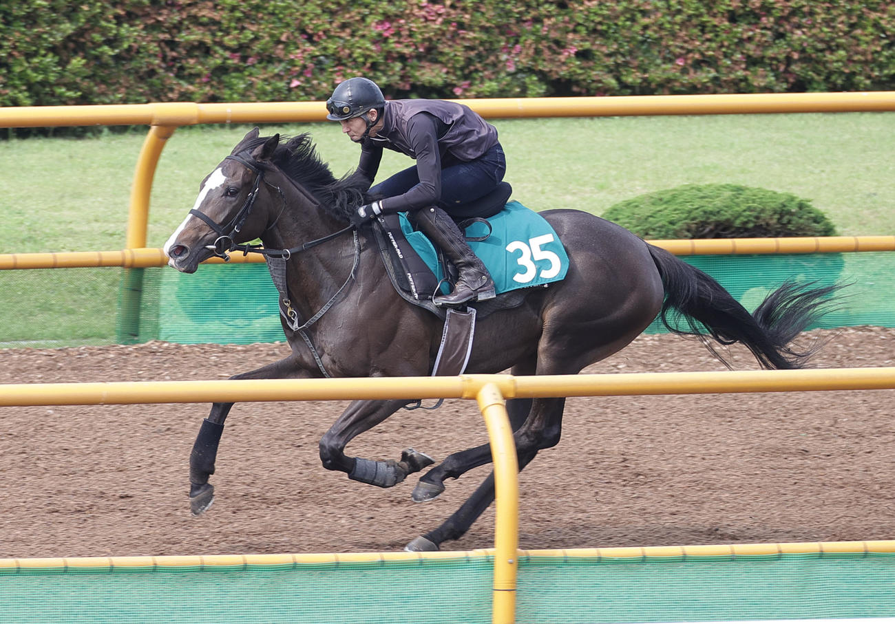 函館ウッドチップコースで追い切られるヴーレヴー
