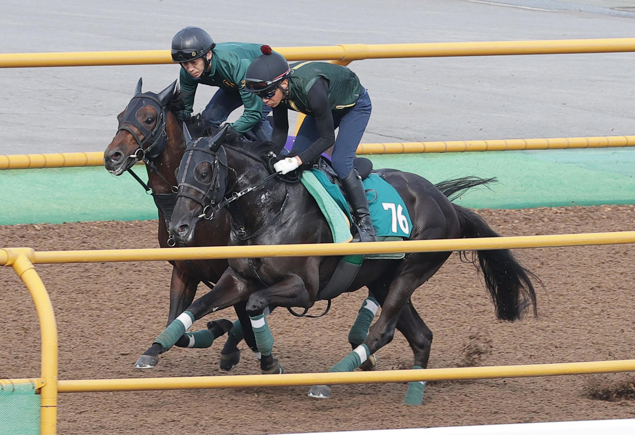 函館ウッドチップコースで、併せ馬で追い切られるヤンキーバローズ（右）