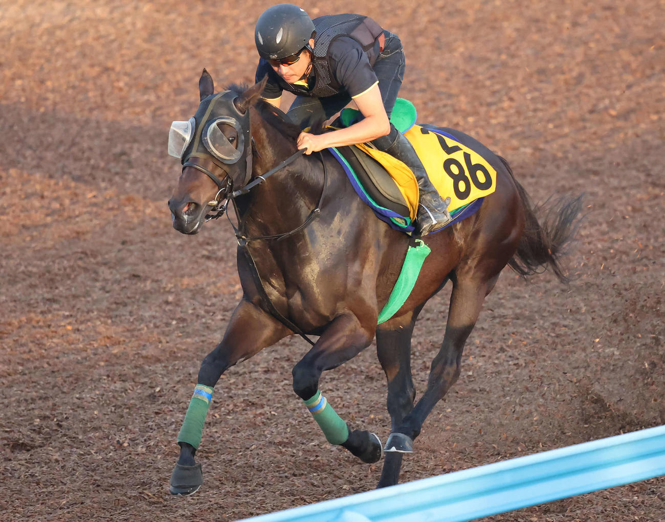 エターナルタイムは美浦ウッドを力強いフットワークで駆け抜けた（撮影・丹羽敏通）