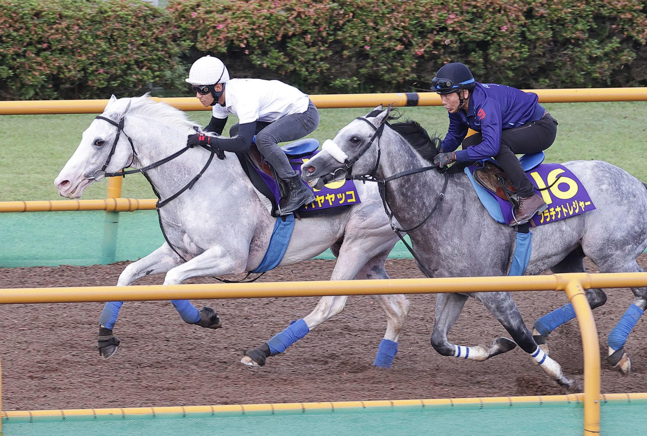 ハヤヤッコ（左）は浜中騎手を背に、函館ウッドチップコースで、併せ馬で追い切られた