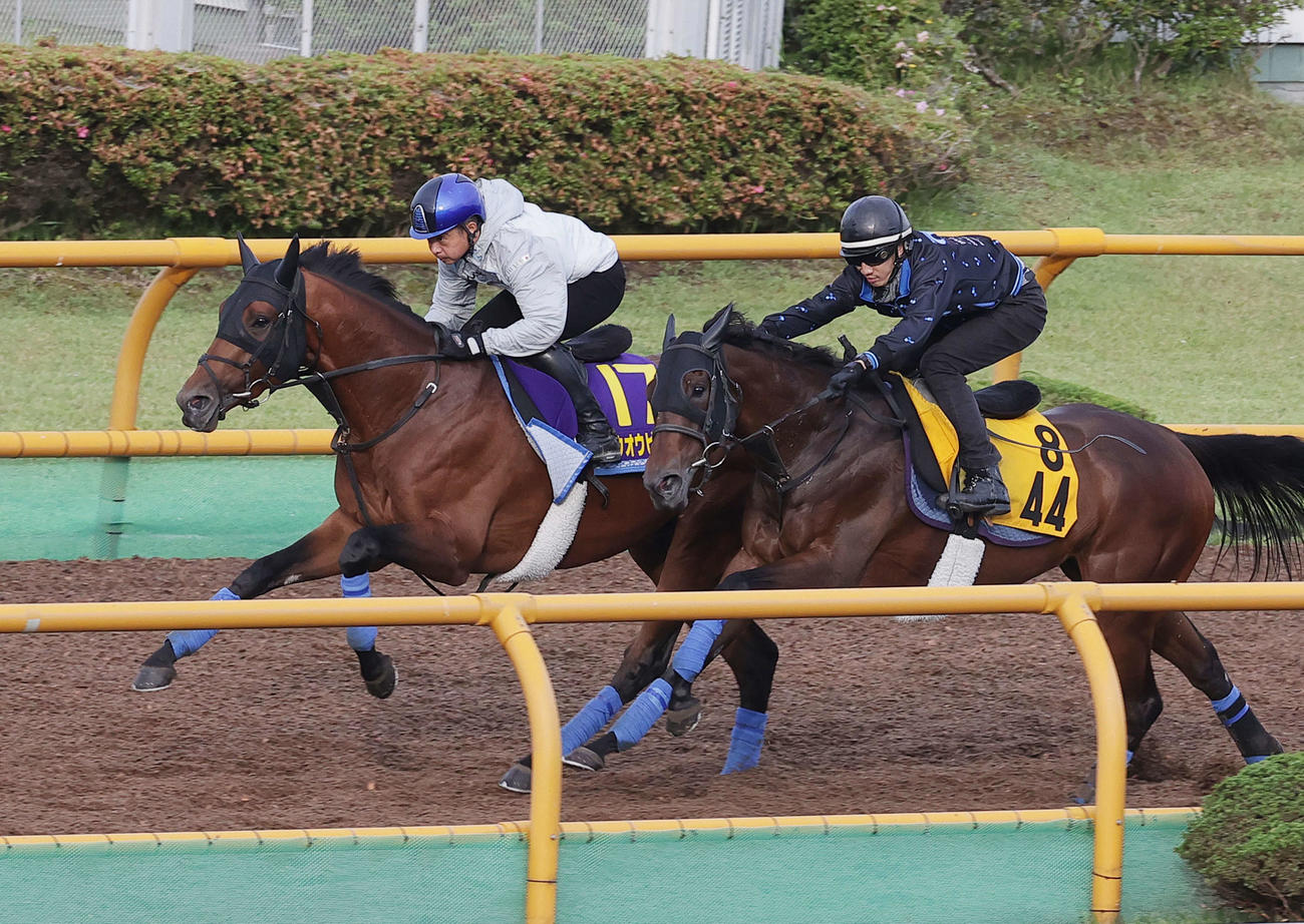 ホウオウビスケッツ（左）は岩田康騎手を背に、函館ウッドチップコースで、併せ馬で追い切られた