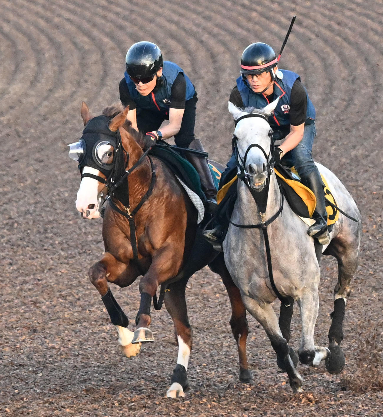 レッドソニード（左）は美浦ウッドでマリネロと併せて追い切られた（撮影・千葉一成）