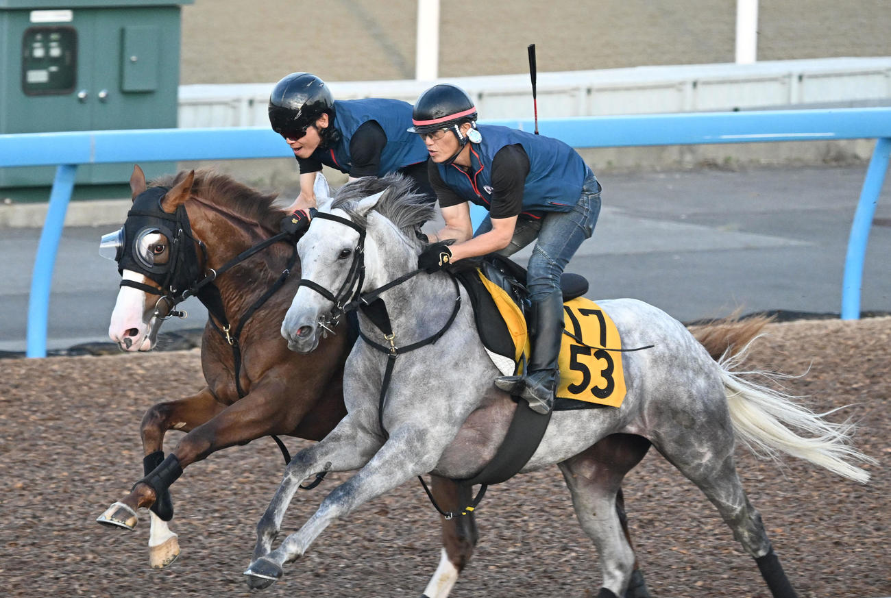 レッドソニード（左）は美浦ウッドでマリネロと併せて追い切られた（撮影・千葉一成）