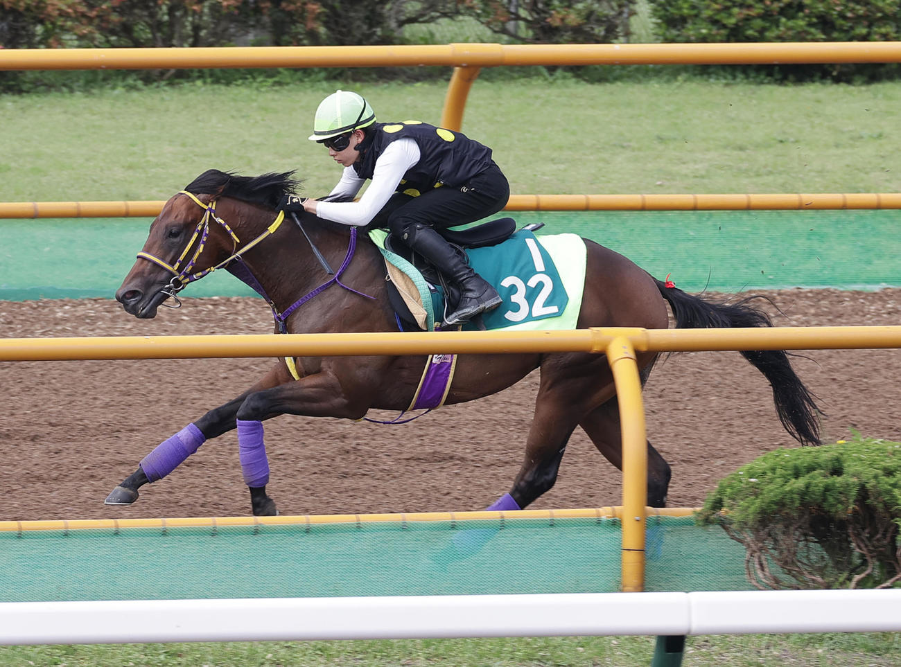 高杉吏麒騎手を背に、函館ウッドチップコースで追い切られるヒデノブルースカイ