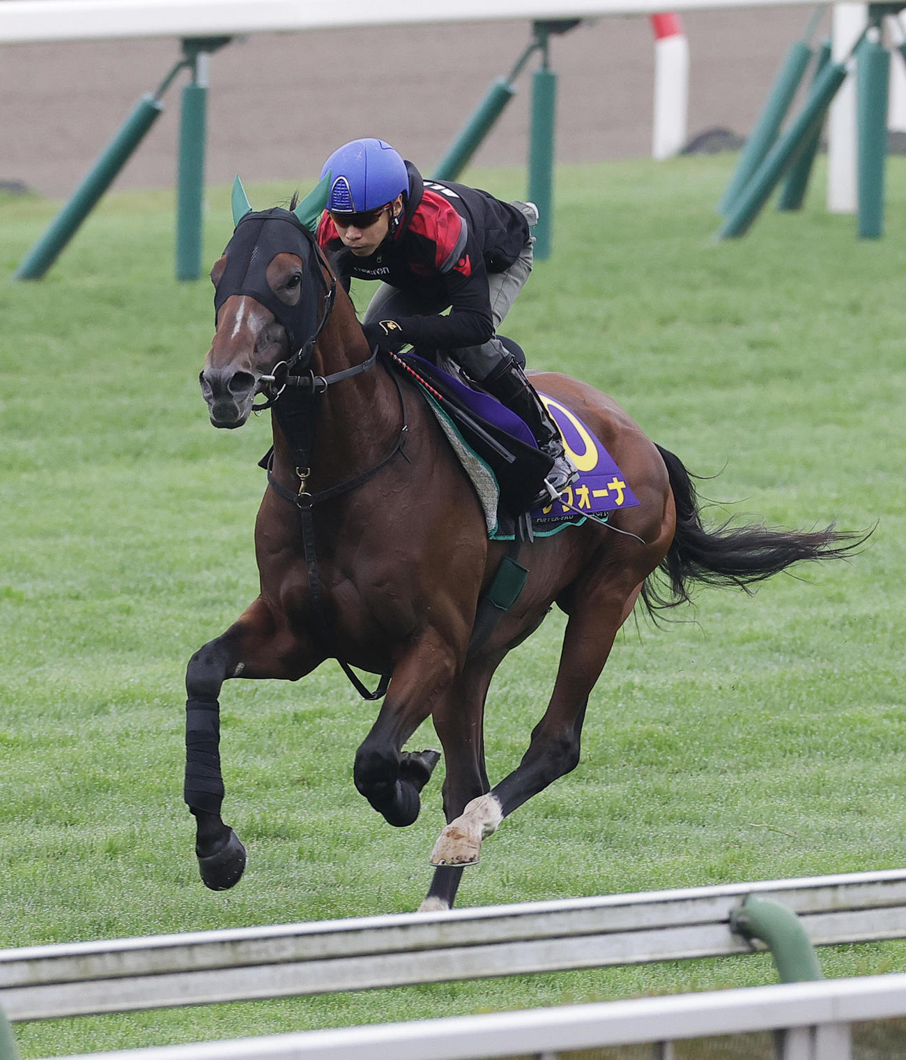 池添騎手を背に、函館芝コースで追い切られたサヴォーナ