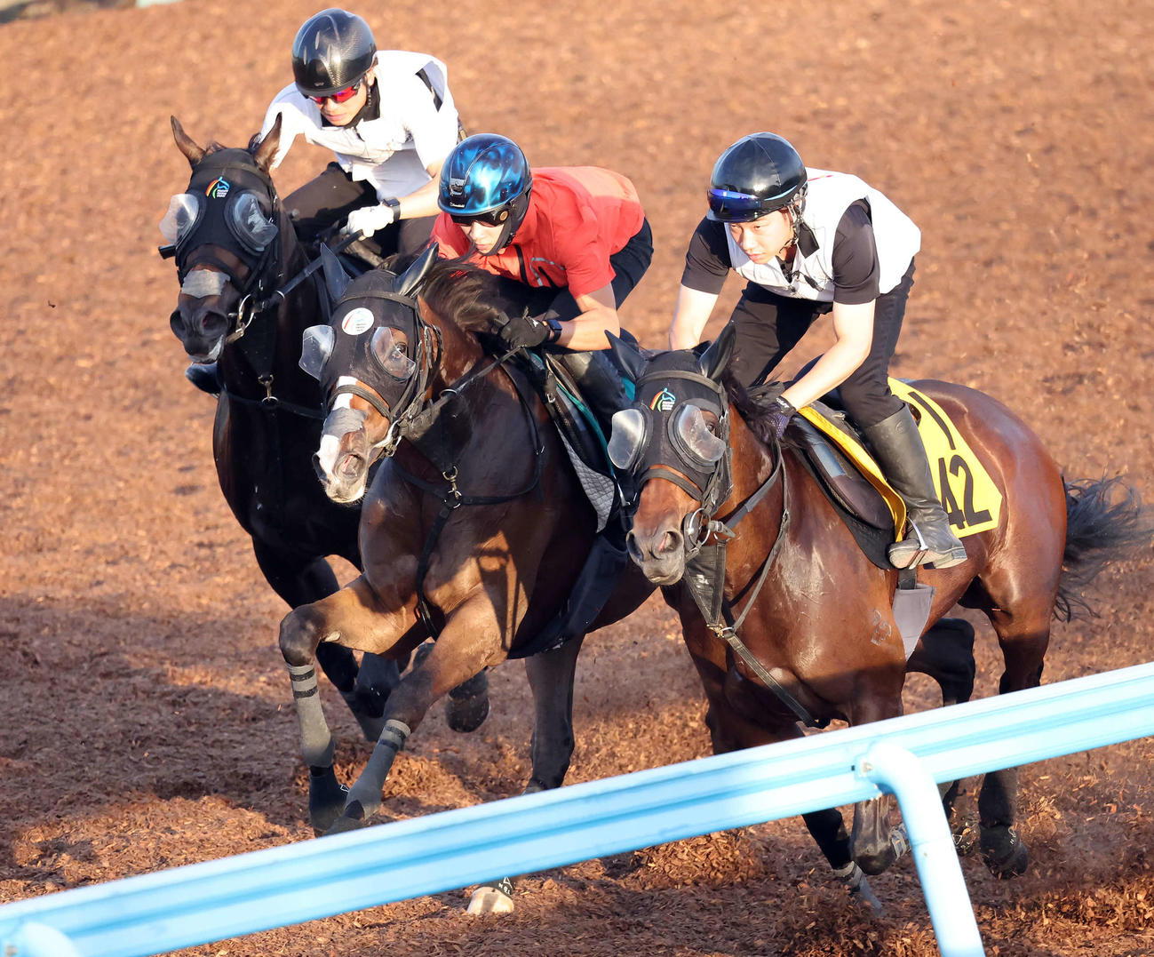 イルジーリオ（中央）は石川騎手を背に美浦ウッドで3頭併せで追い切られた（撮影・丹羽敏通）