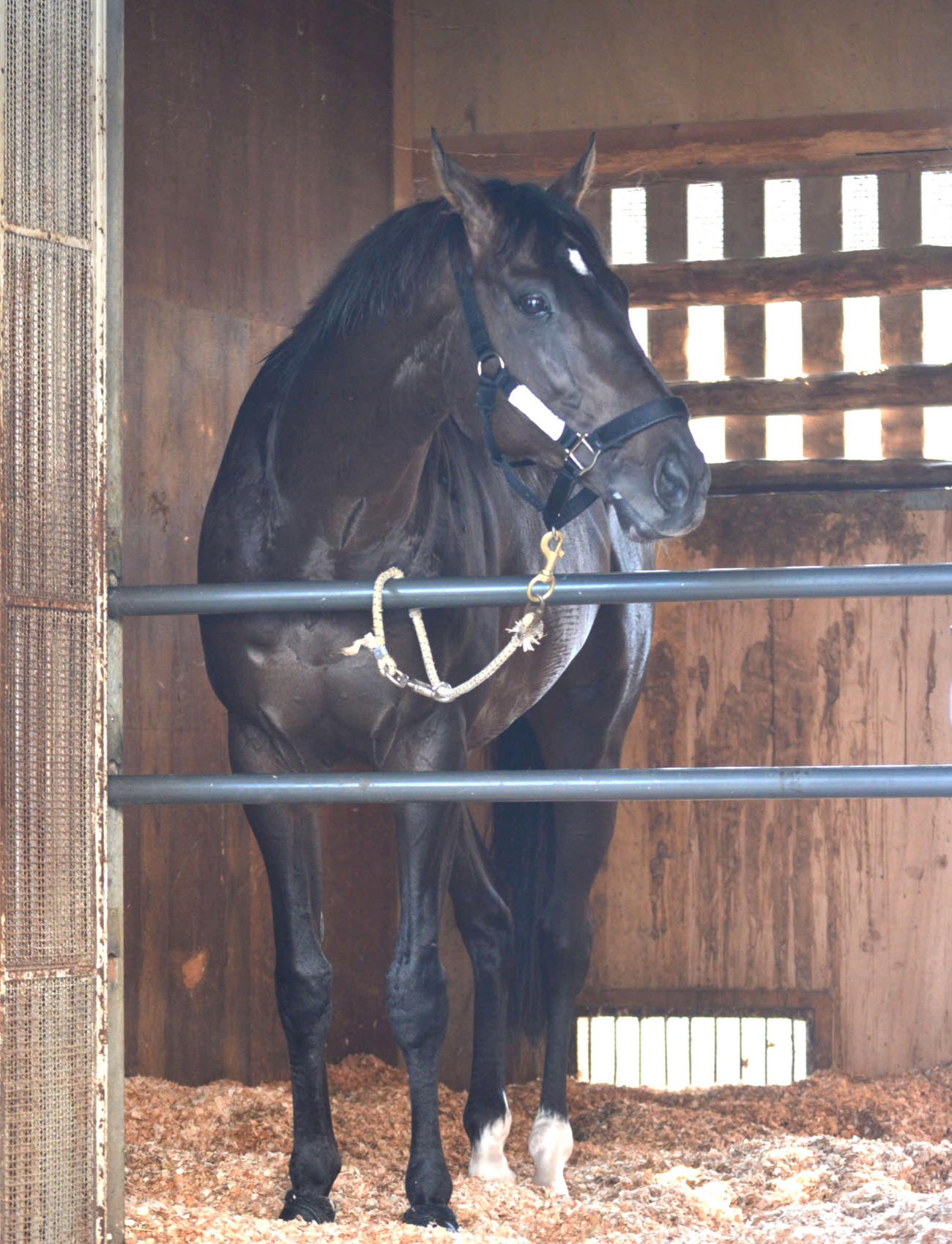 函館競馬場に到着し、馬房でリラックスしているシャフリヤール
