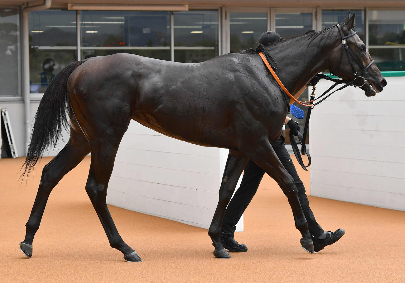 小倉1R・2歳未勝利　1着のアメリカンビキニ（撮影・岩下翔太）