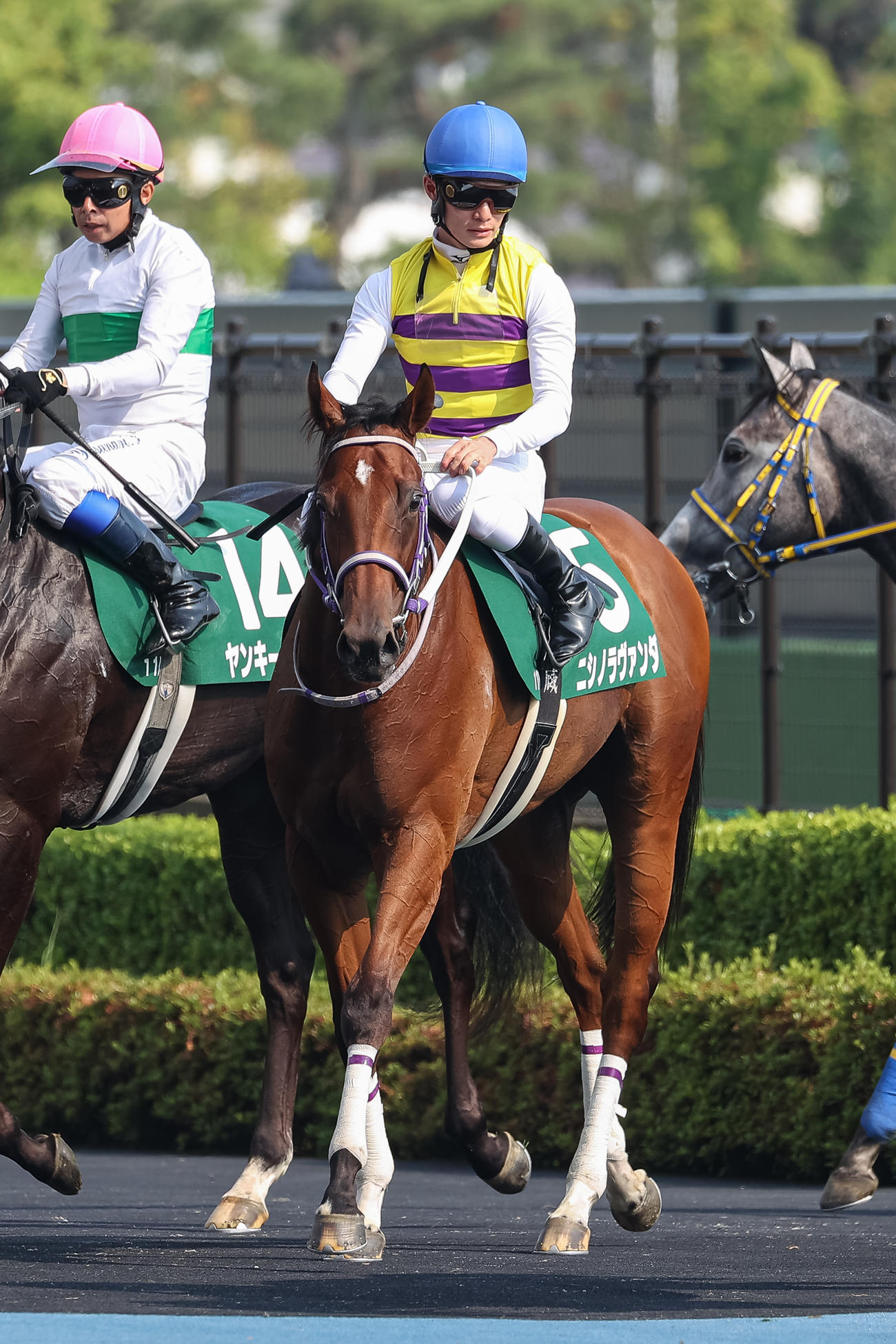 2着に敗れたニシノラヴァンダと永野騎手（撮影・村野早祐）