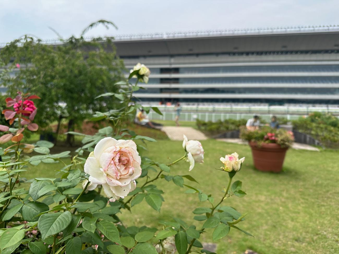 福島競馬場ターフビジョン裏のバラ園