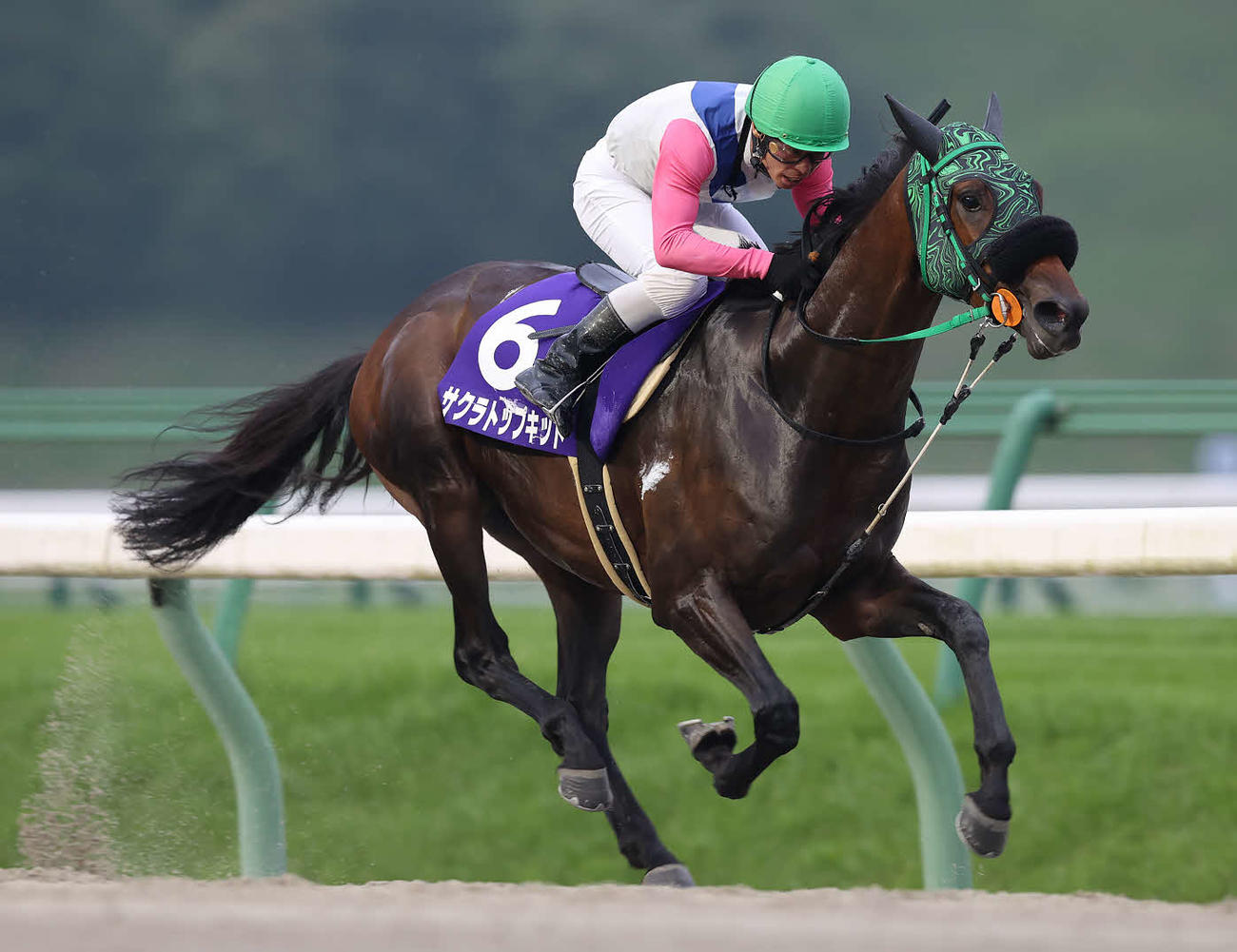 やまびこ賞を制したサクラトップキッド（写真提供・岩手県競馬組合）