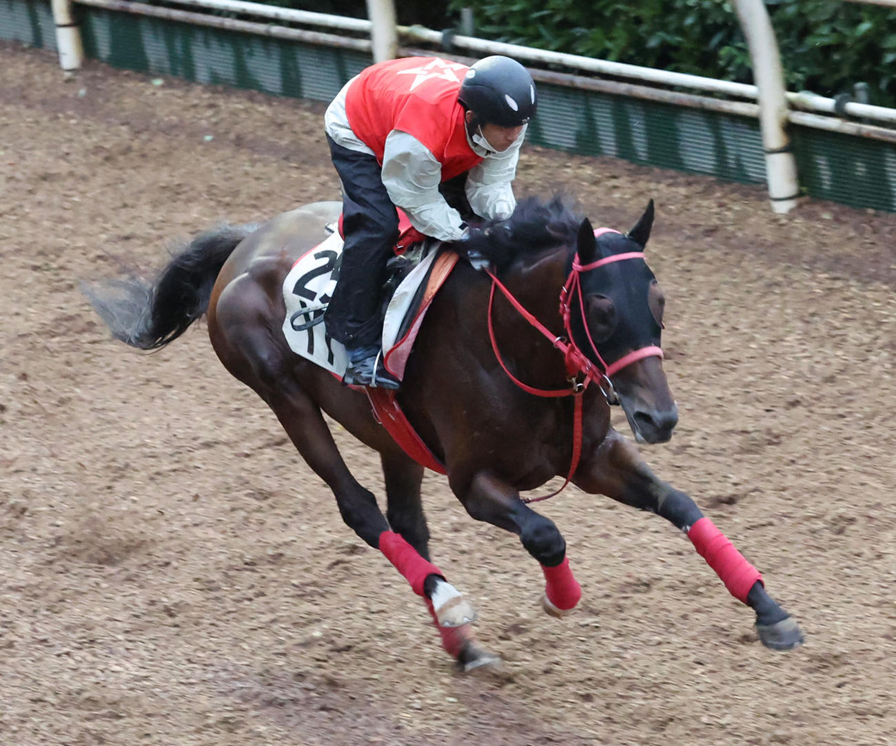 中京記念に向けて1週前追いを行ったワールドリバイバル（2024年7月11日撮影）