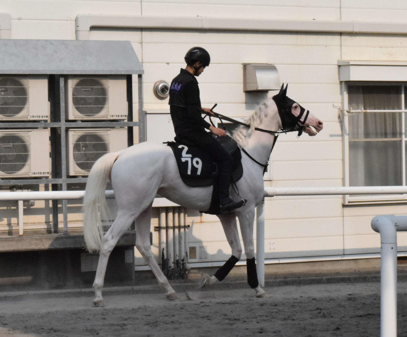 ソダシの半弟で白毛馬のカルパは体を赤らめながら、厩舎周りを運動する