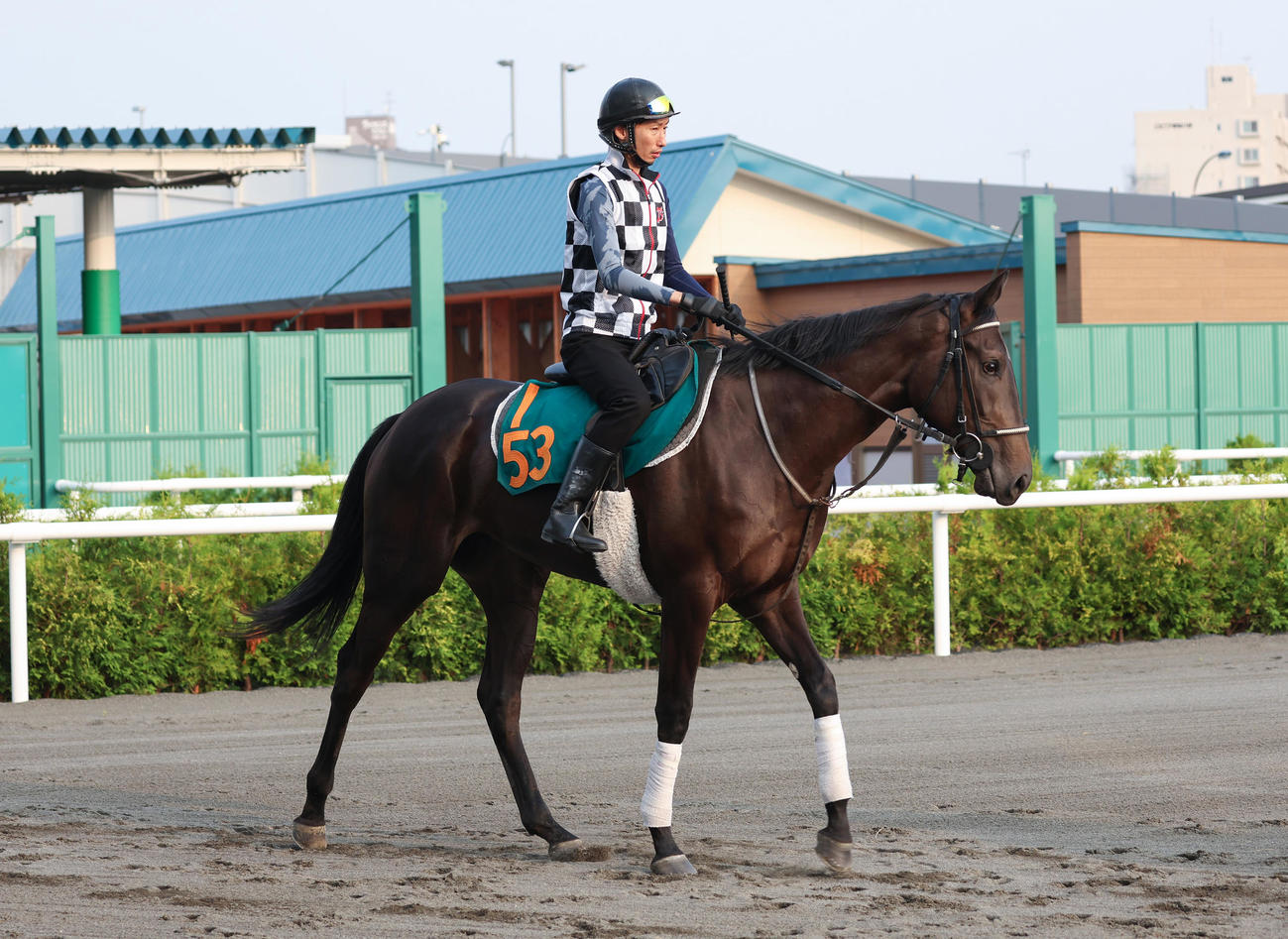 札幌競馬場で調整を積むテリオスララ