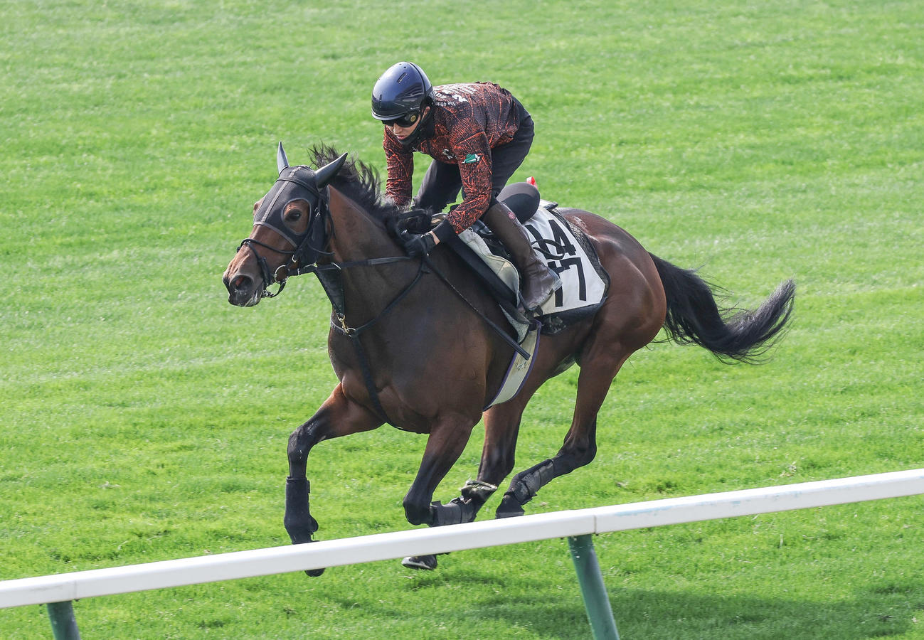 鮫島駿騎手を背に札幌芝コースで追い切られるドゥアイズ