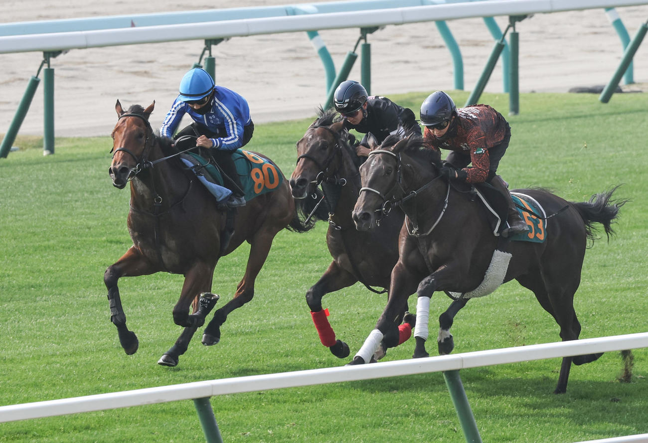 佐々木大輔騎手を背に、札幌芝コースで併せ馬で追い切られるカーヌスティ（左端）