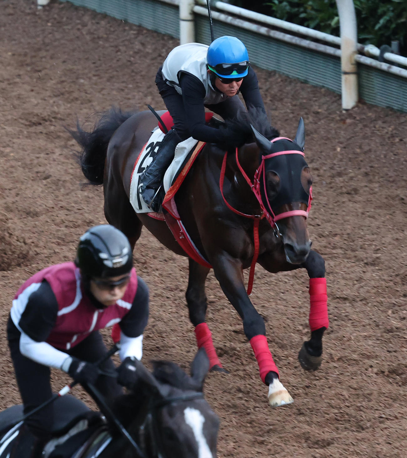 小牧太騎手を背に坂路で追い切るワールドリバイバル