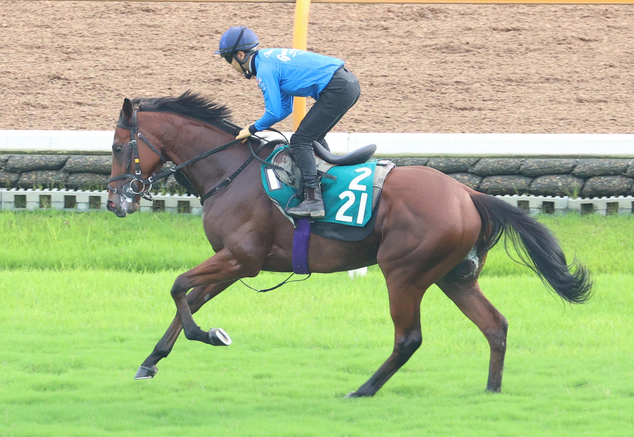 芝コースで追い切るジュンライデン