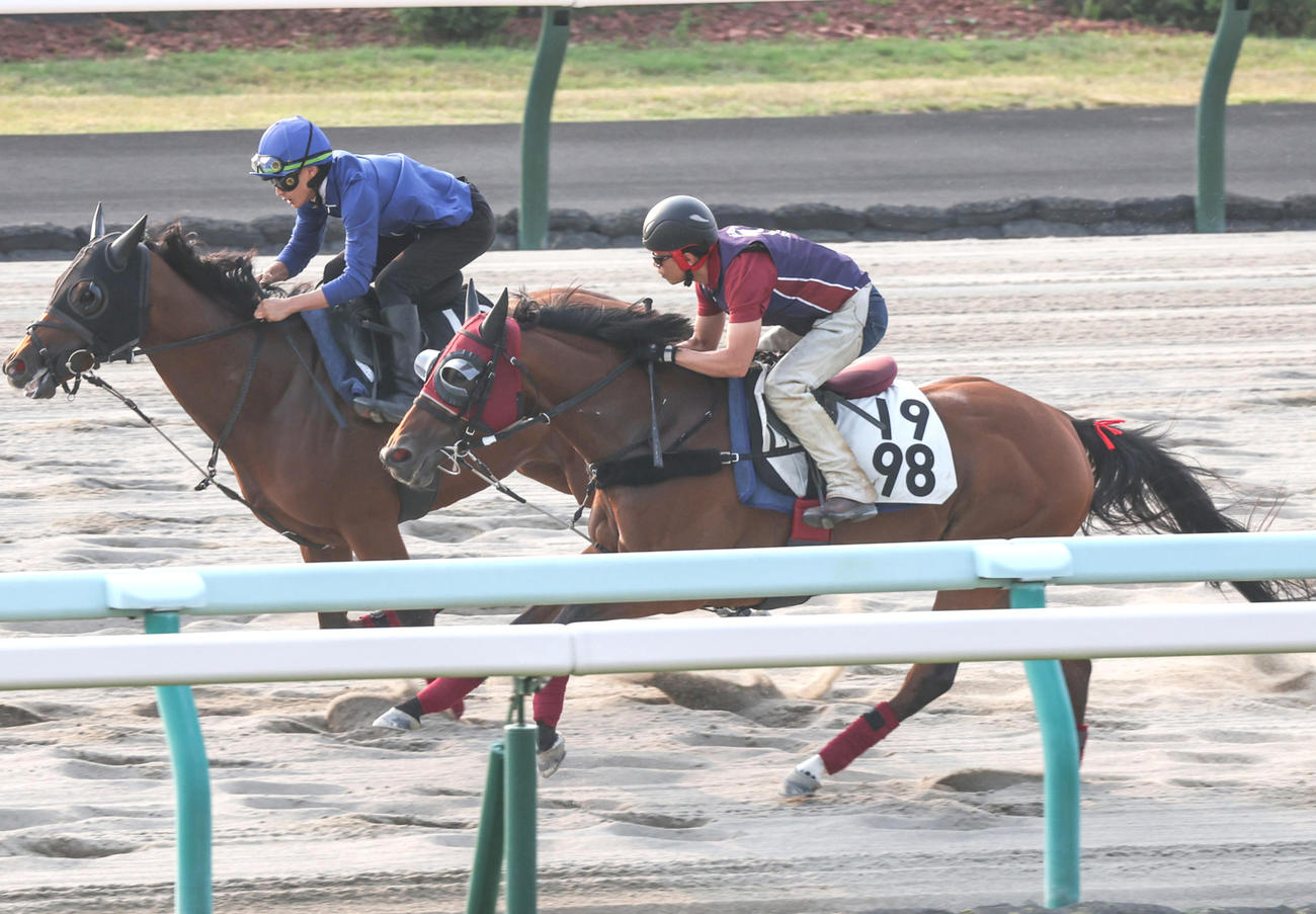 マメコ（右）（2024年7月17日撮影）