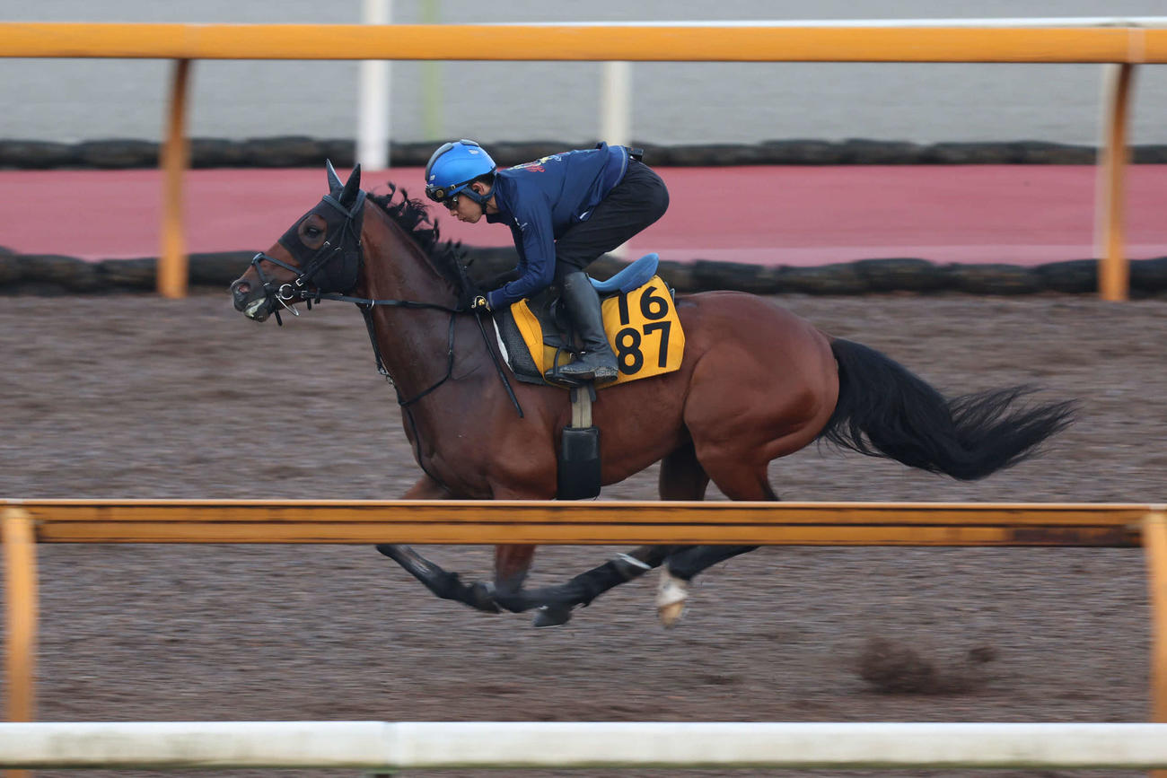 団野騎手が騎乗し、CWコースで速い時計を出したボーデン
